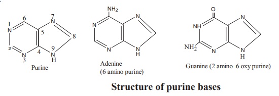 Purine bases: Structure and Properties