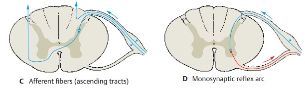 Reflex Arcs - Spinal Cord