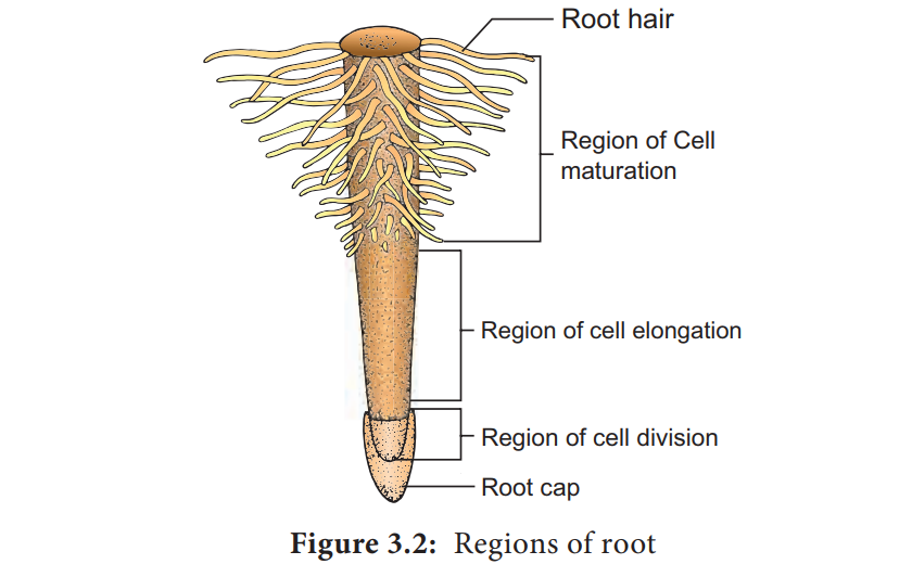 Regions of root