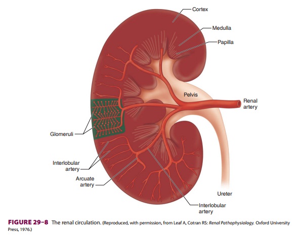 Renal Blood Flow & Glomerular Filtration