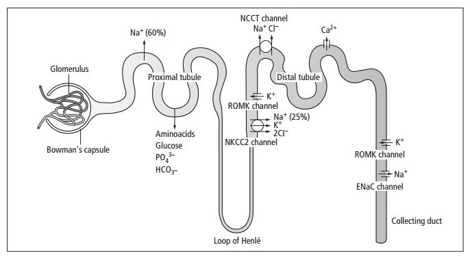 Renal tubular syndromes - Tubular and interstitial diseases