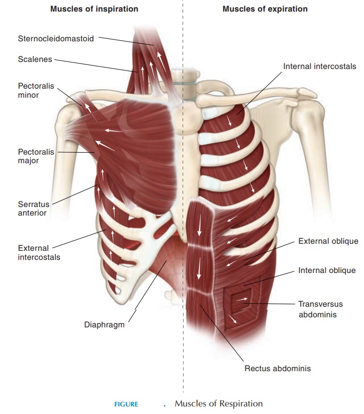 Respiration Muscles