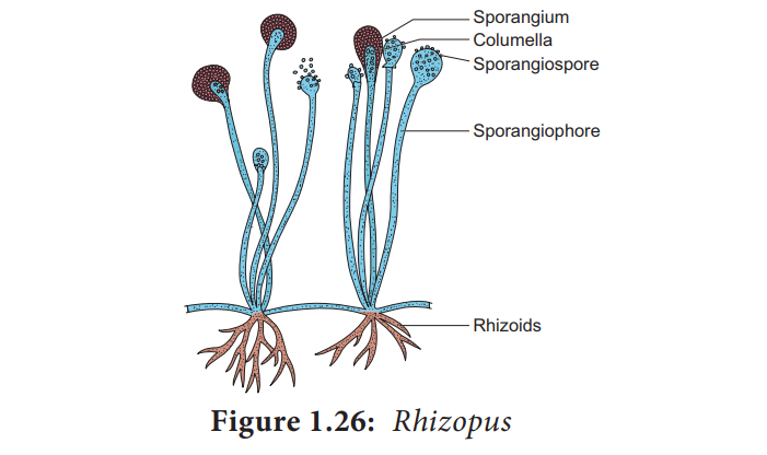 Rhizopus - Fungi