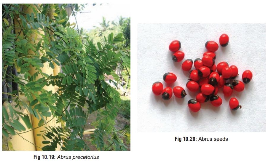 Rosary Pea - Gastric Irritant Plants