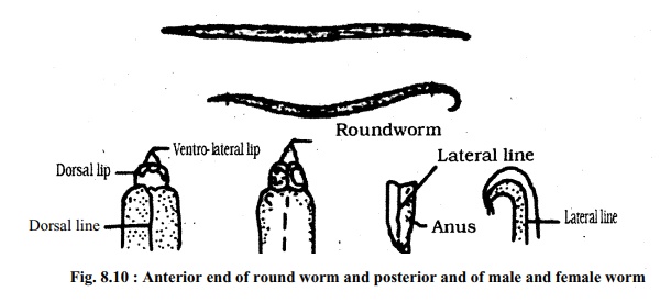 Round Worm: External morphology and Habitat