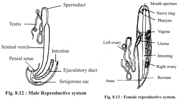 Round Worm: Reproductive System