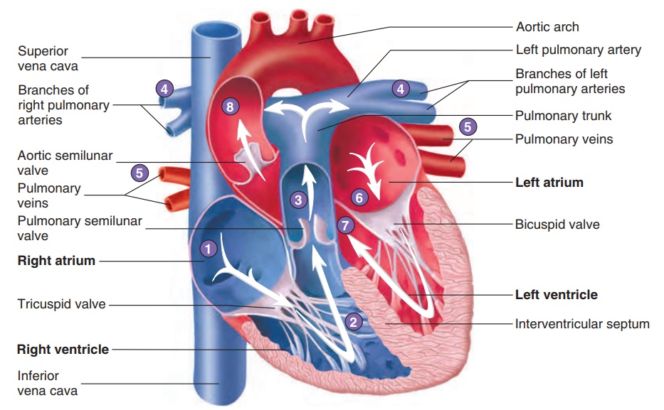 Route of Blood Flow Through the Heart