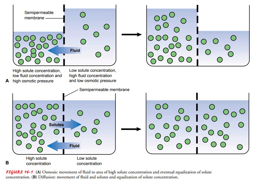 Regulation of Body Fluid Compartments
