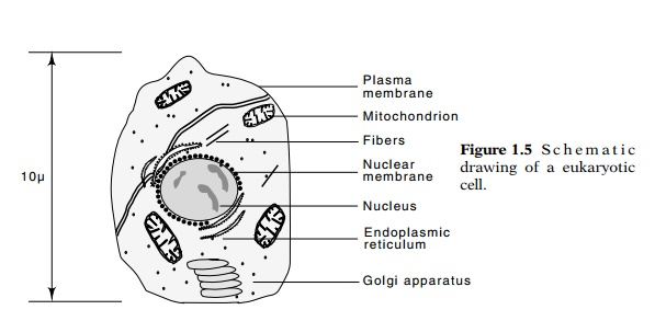 Ch 4 Anatomy of Prokaryotic and Eukaryotic Cells Diagram | Quizlet