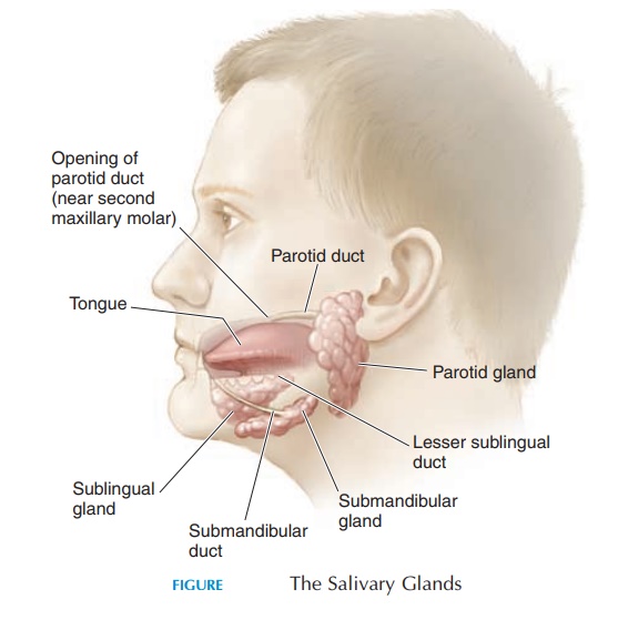 Salivary Glands and Saliva - Structure and Function of Digestive System