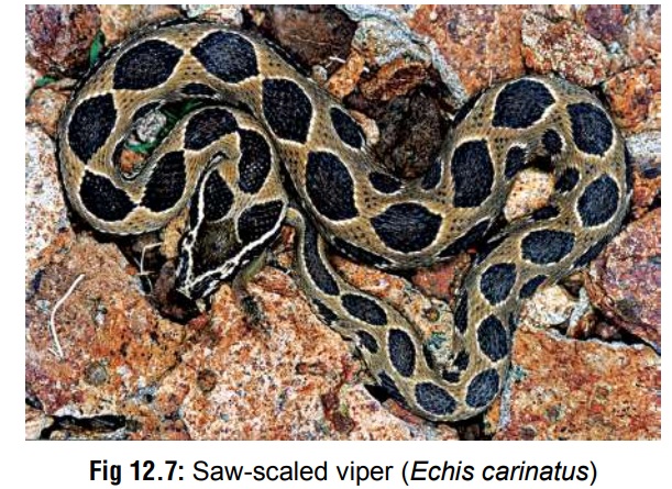 Saw-scaled Viper - Poisons (Toxins)