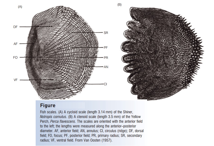 Scale morphology in taxonomy and life history - Integumentary skeleton of Fishes