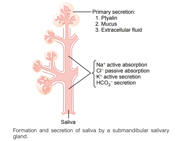 Secretion of Saliva