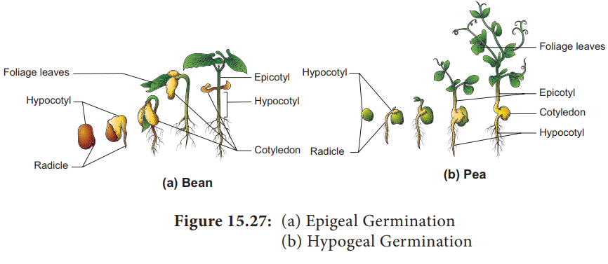 Seed Germination and Dormancy