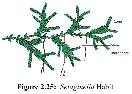 Selaginella - Pteridophytes