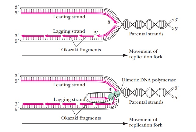 Semidiscontinuous DNA Replication