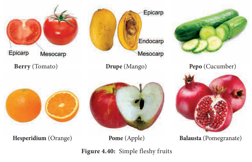 Simple Fruits and its Types: Fleshy and Dry Fruit