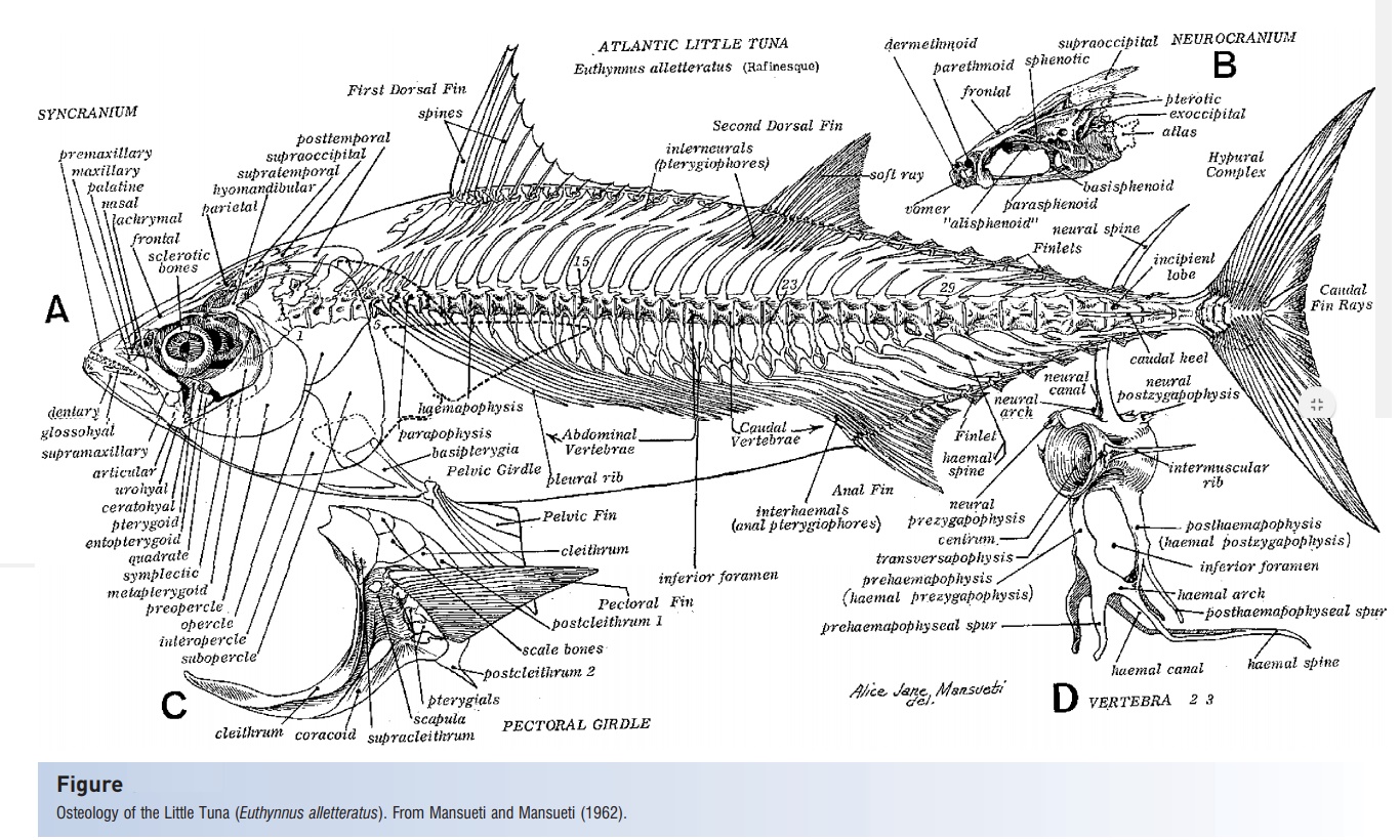 Skeleton of Fishes