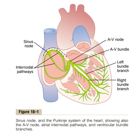 Specialized Excitatory and Conductive System of the Heart