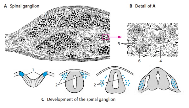 Spinal Ganglion and Posterior Root - Spinal Cord