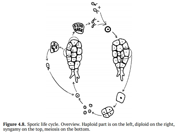 Sporic, Zygotic and Gametic Life Cycles