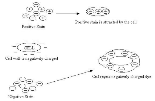 Stains and staining reactions