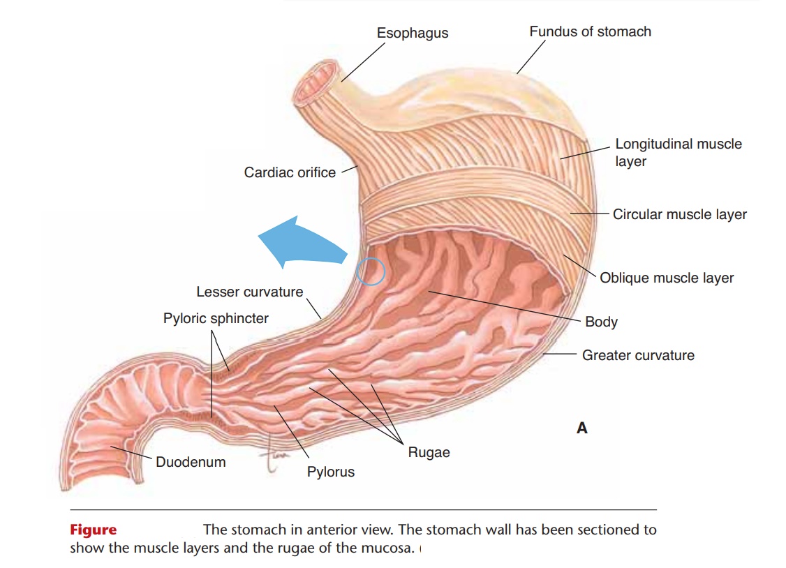 Stomach - Anatomy and Physiology