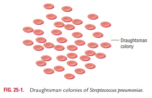 Streptococcus pneumonia