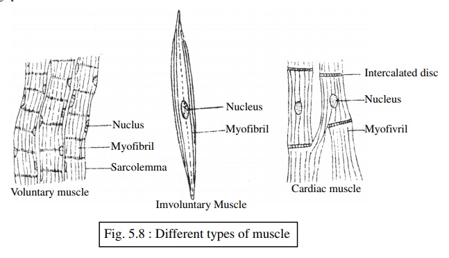 Structural Characteristics, Function and Location of The Muscular Tissue