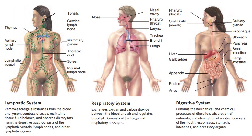 Structural and Functional Organization of the Human Body