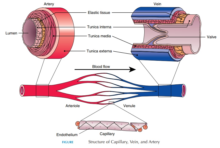 Capillaries Veins And Arteries Structure And Function Capillaries Veins And Arteries Structure And Function