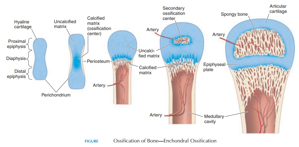 Structure and Formation of Bone