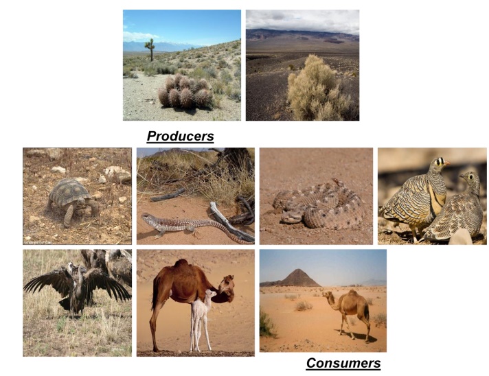 Structure and Functions of Desert Ecosystms