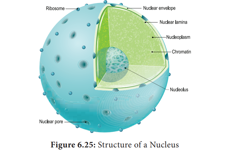 Structure and Functions of the nucleus