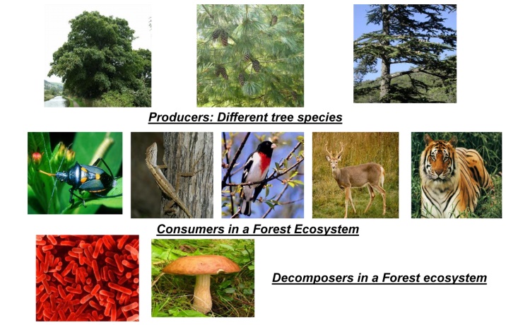 Structure and Function of Forest Ecosystem(Terrestrial Ecosystem)
