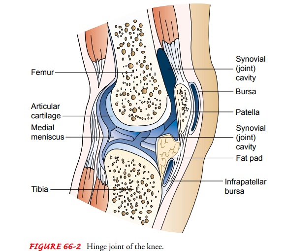 Structure and Function of the Articular System