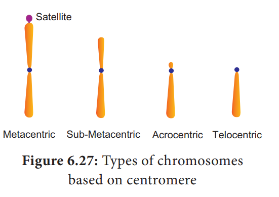 Structure and Types of chromosome