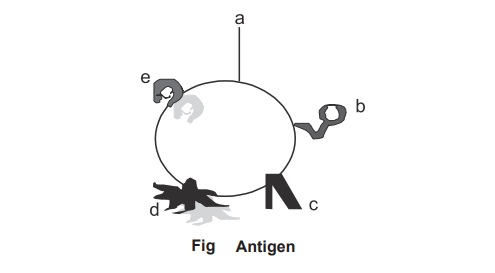 Structure and Types of Antigens