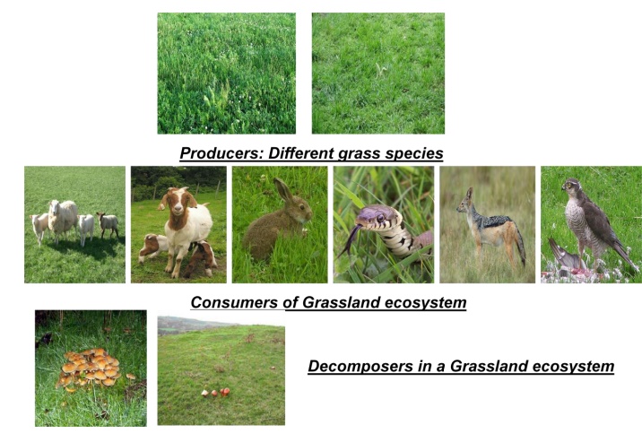 Structure and functions of Grassland Ecosystems
