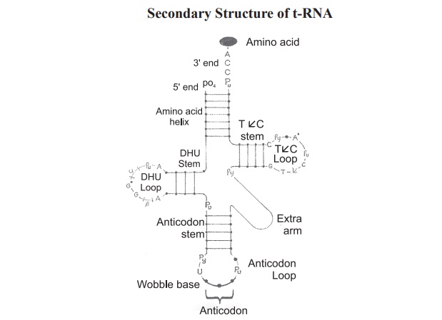 Structure and types of RNA