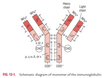 Structure of Immunoglobulins