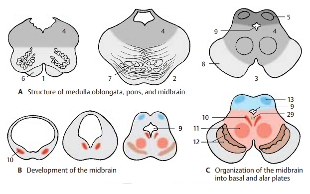 Structure of Midbrain