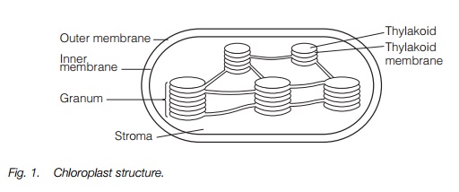 Structure of Plant cell Plastids and mitochondria