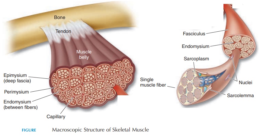 Structure of Skeletal Muscle