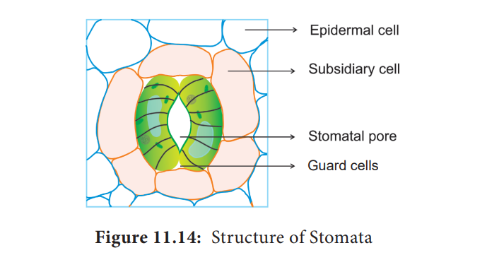 Structure of Stomata