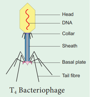 Structure of T4 bacteriophage
