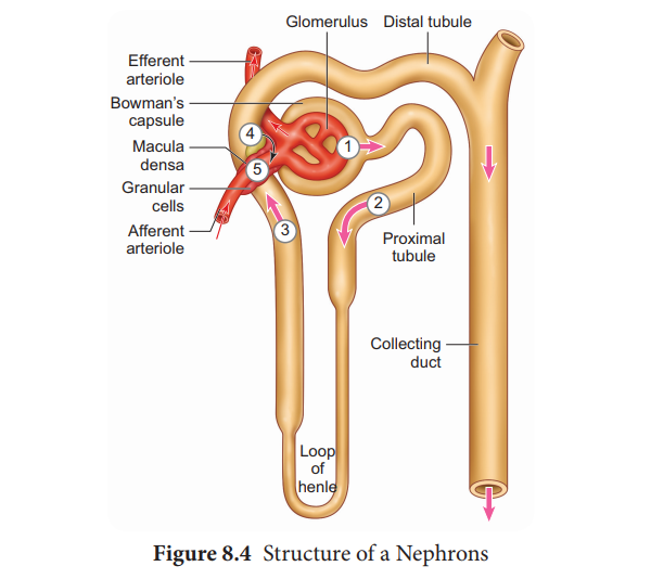 Structure of a nephron