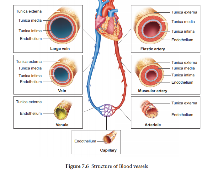 structure and function of arteries