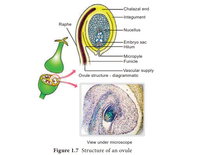 Structure of ovule (Megasporangium)