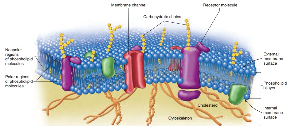 Structure of the Cell membrane